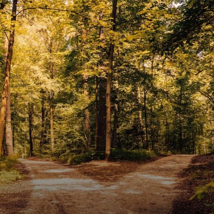 A fork in the road…
