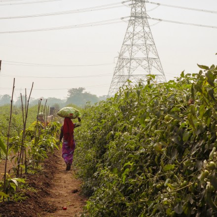  Absolute: Sowing the Seeds of Scalable Agriculture