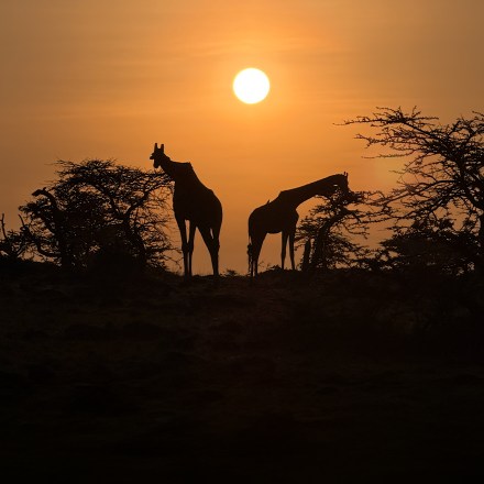 When the Lines Refuse to Be Straight: Reflections from the Savannah